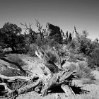 totes Holz im Arches National Park