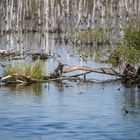 Totes Holz im Moor