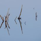 Totes Holz im Moor oder unbekannte Schriftzeichen?