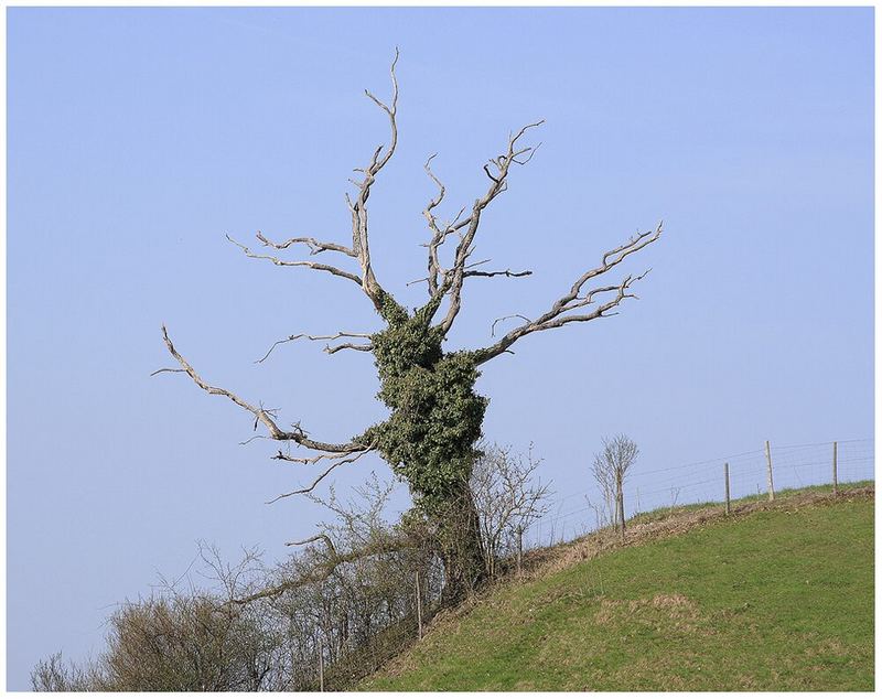 Totes Holz schenkt Leben!