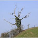 Totes Holz schenkt Leben!