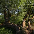 Totes Holz und frisches Grün