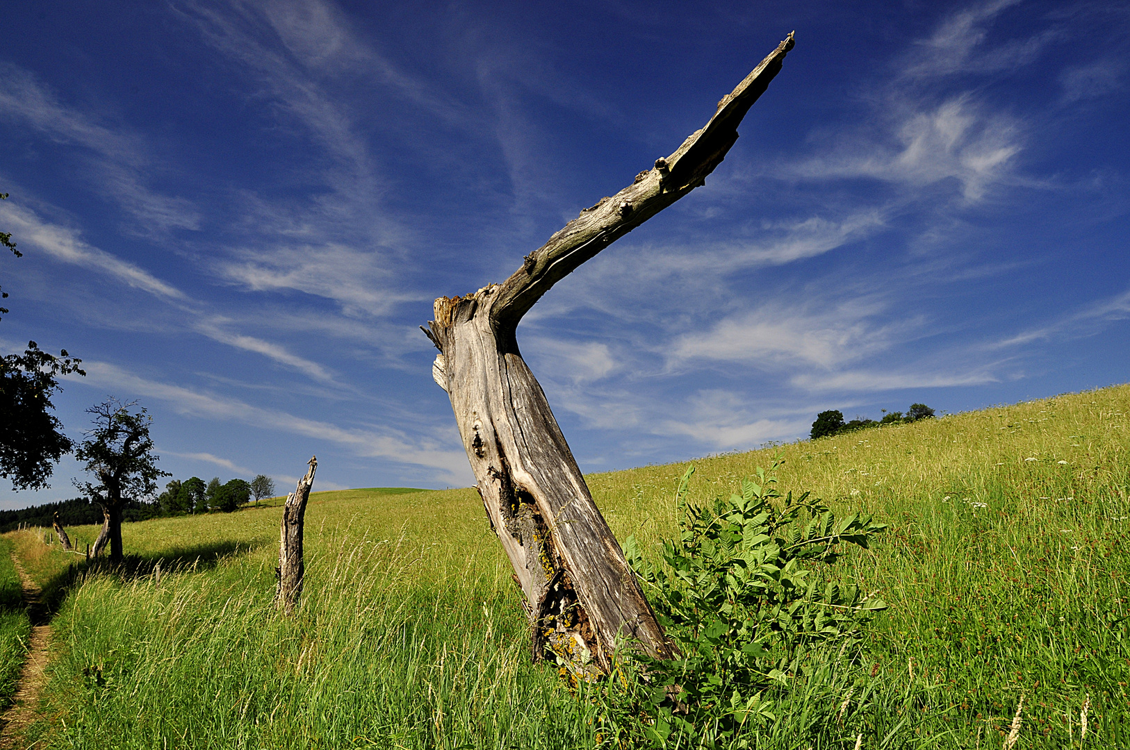 Totes Holz vor lebendigem Hintergrund