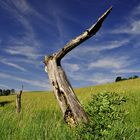 Totes Holz vor lebendigem Hintergrund