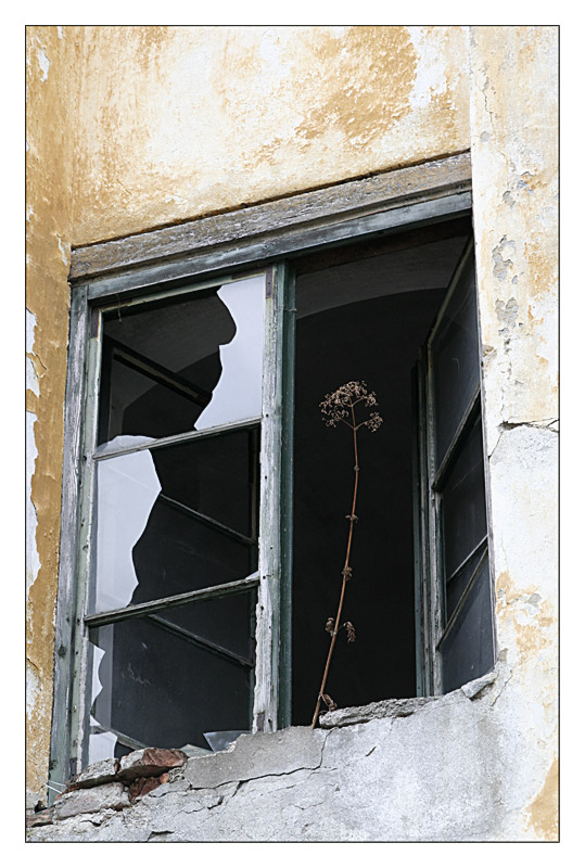 totes mauerbluemchen im fenster