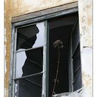 totes mauerbluemchen im fenster