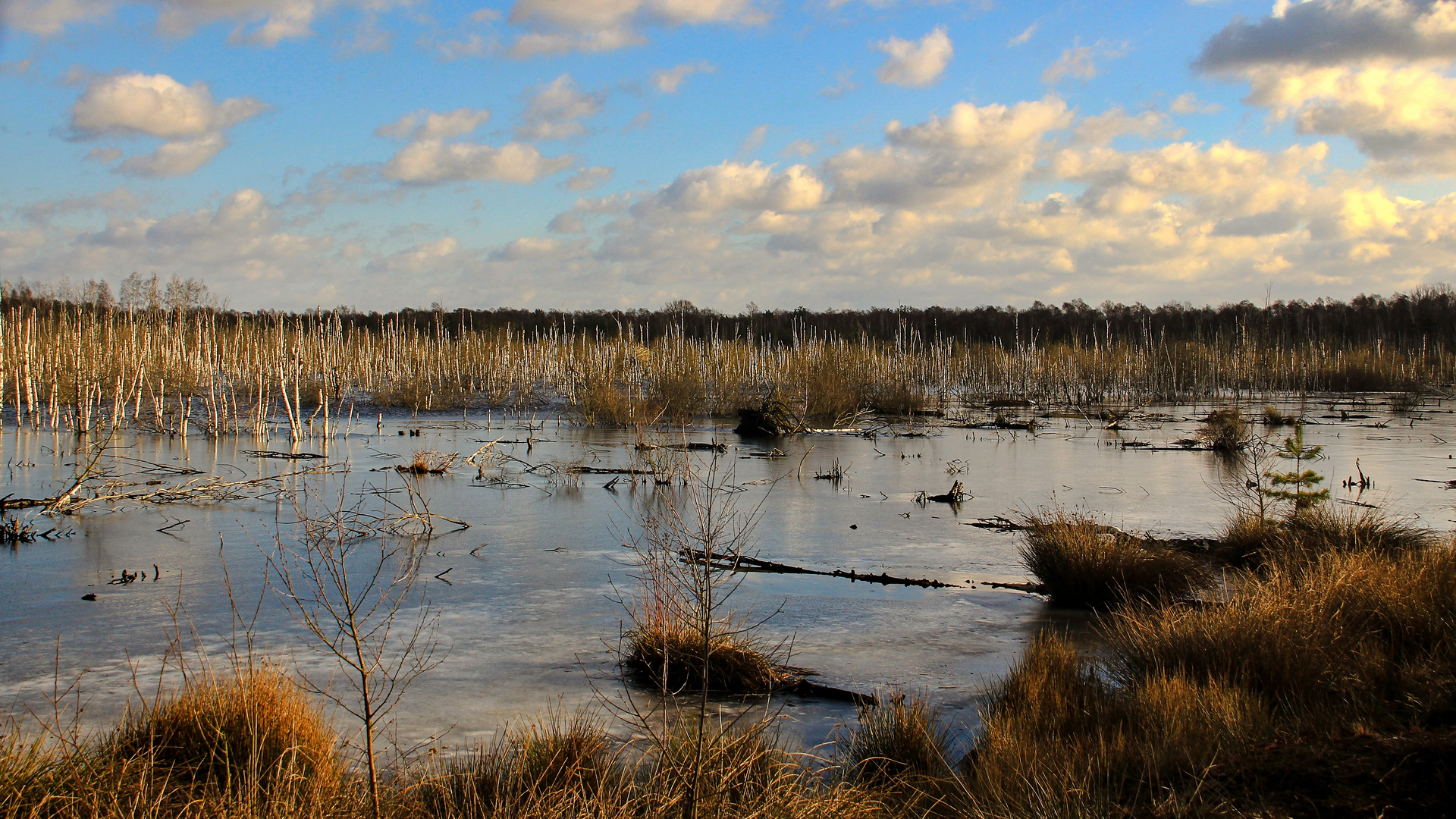 Totes Moor (2)