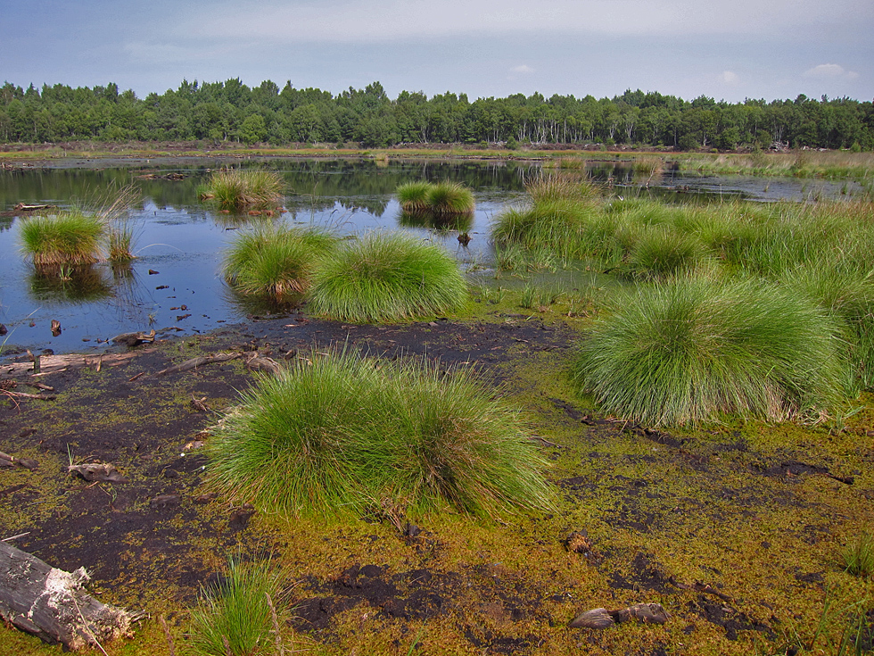 Totes Moor