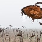 Totes Sonnenblumenfeld im Nebel