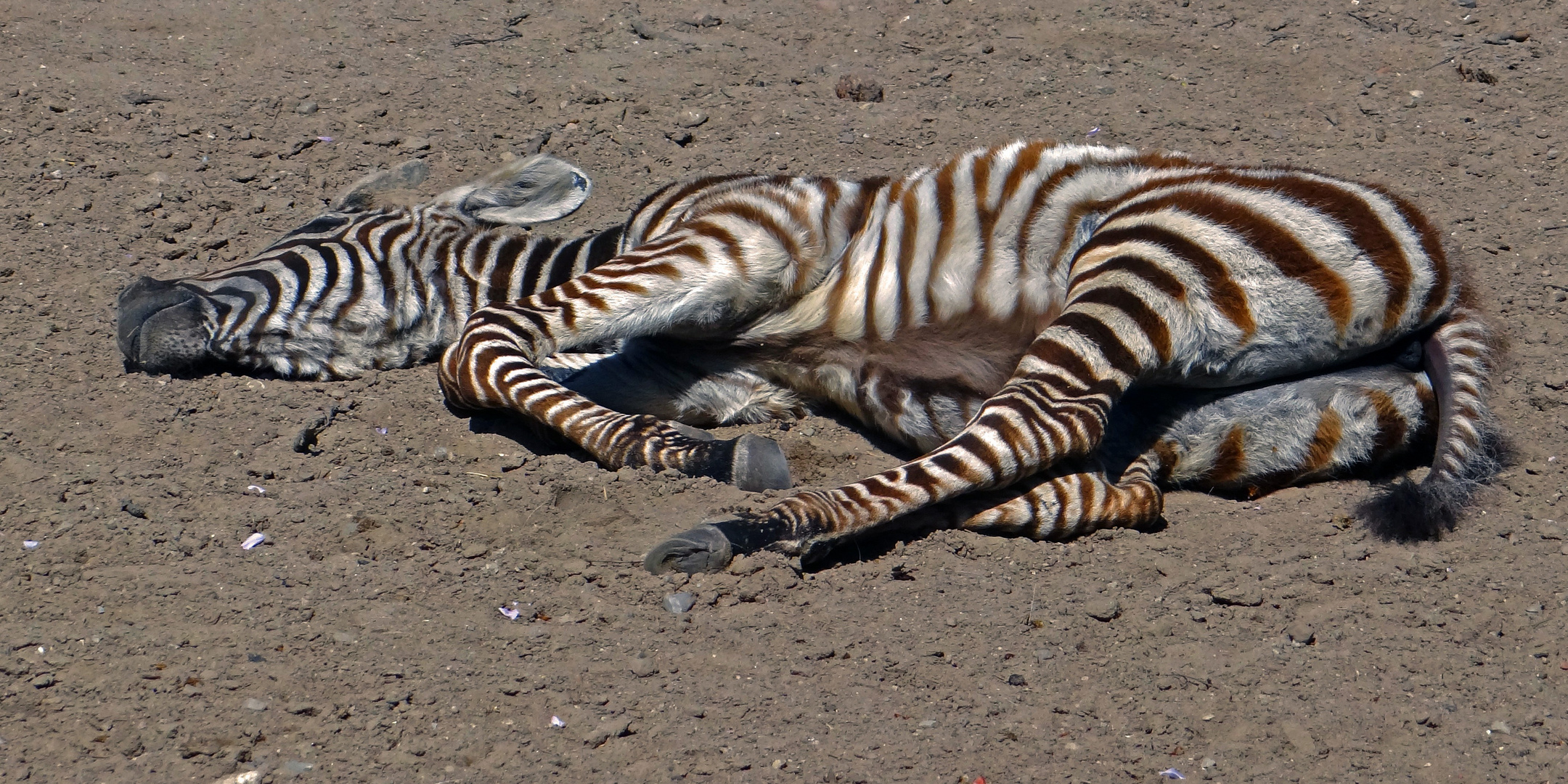 totes Zebra?