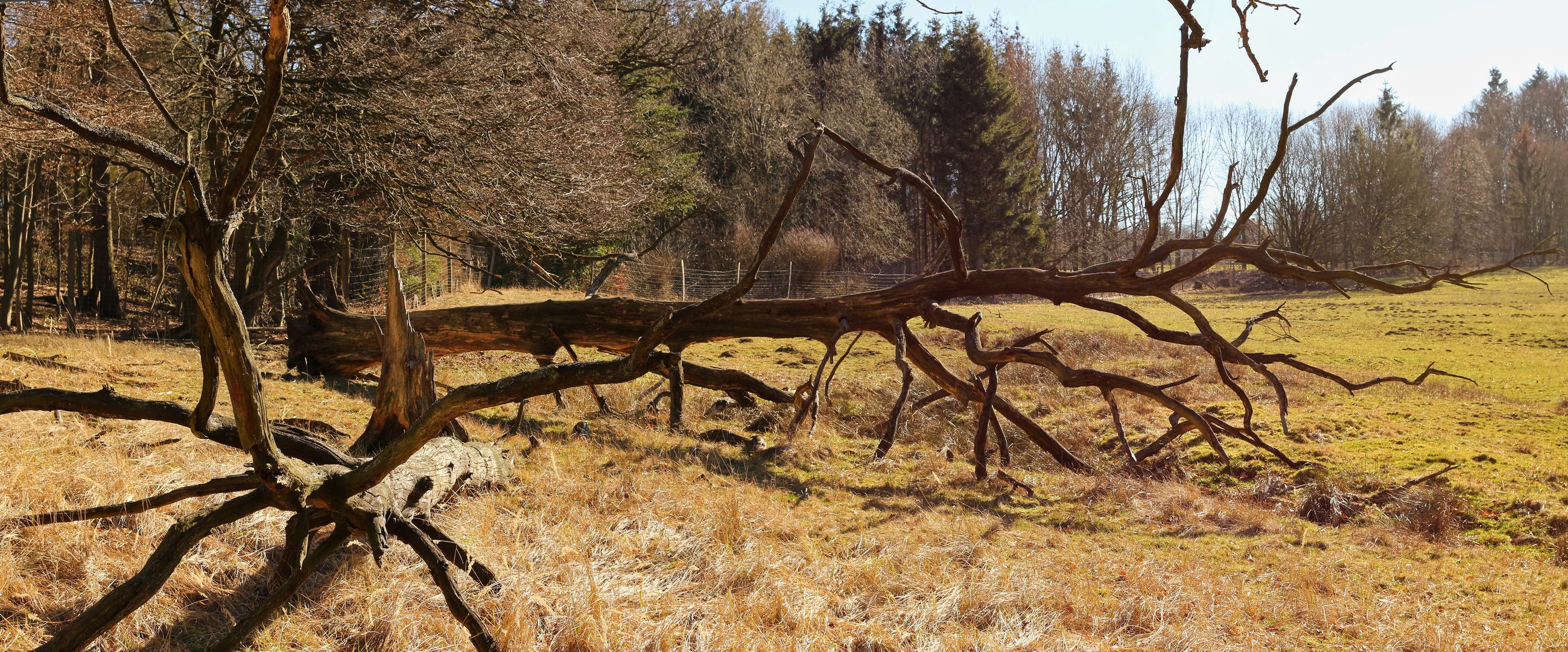 Totholz (2019_02_24_EOS 100D_4123_pano_ji)