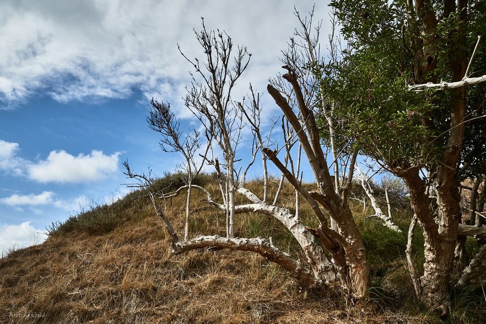 Totholz Foto &amp; Bild world, wolken, baum Bilder auf
