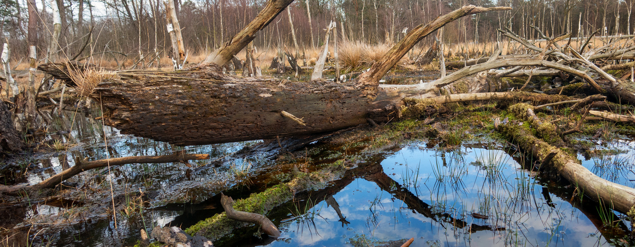Totholz 4 Foto &amp; Bild natur, landschaft, moor Bilder auf