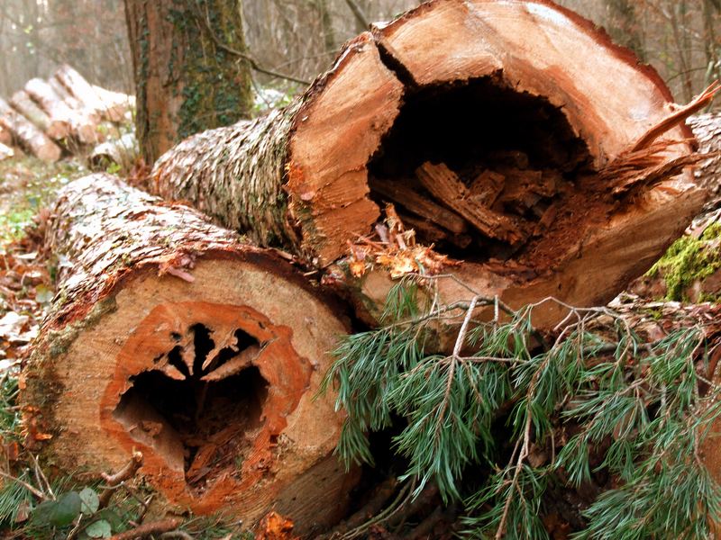 Totholz Foto &amp; Bild landschaft, wald, natur Bilder auf