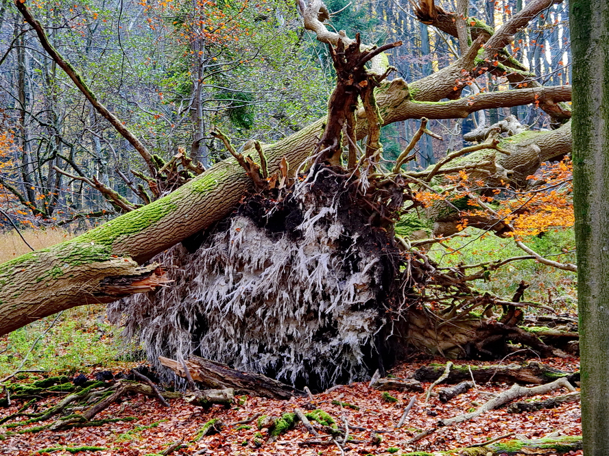 Totholz&hellip; Foto &amp; Bild fotos, natur, motive Bilder auf