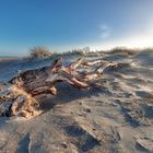 Totholz am Ostsee Strand