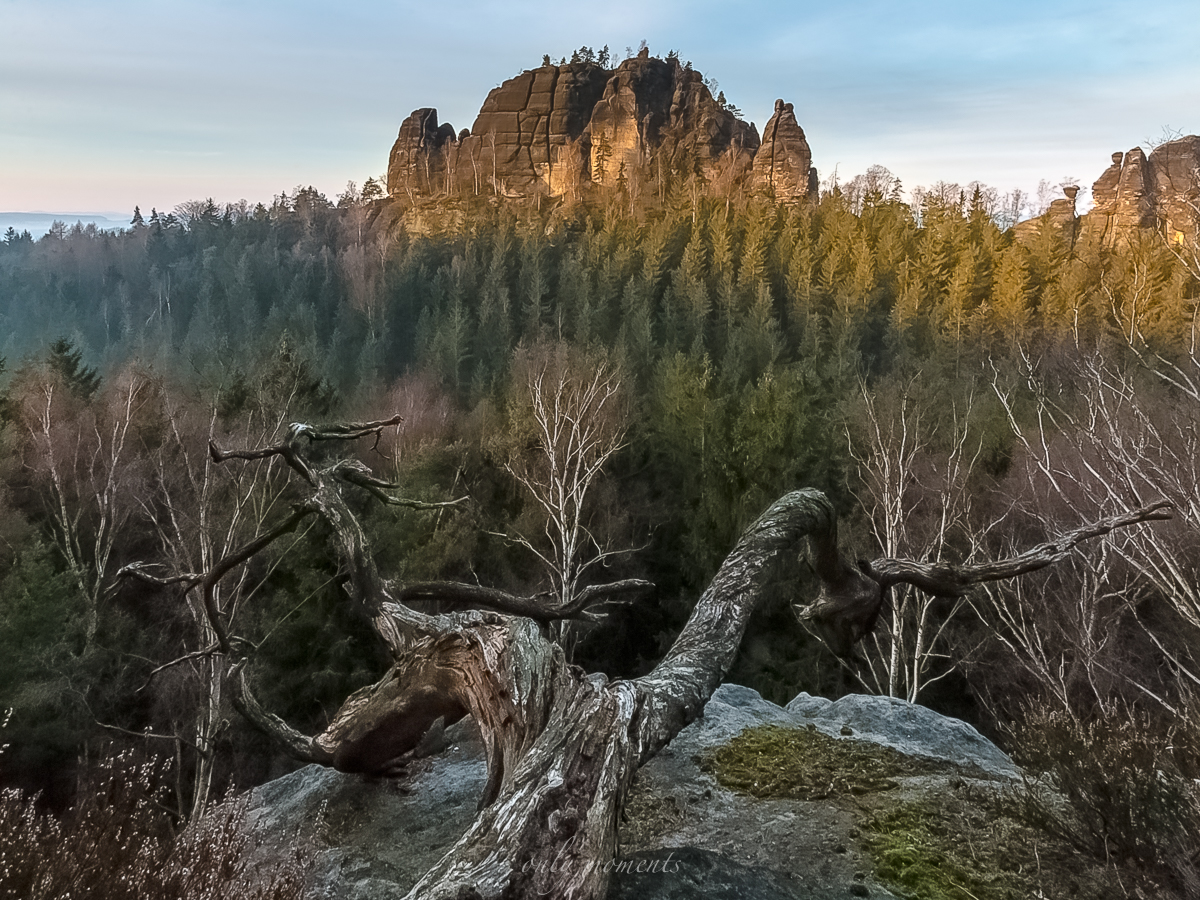 Totholz am Rauschenstein