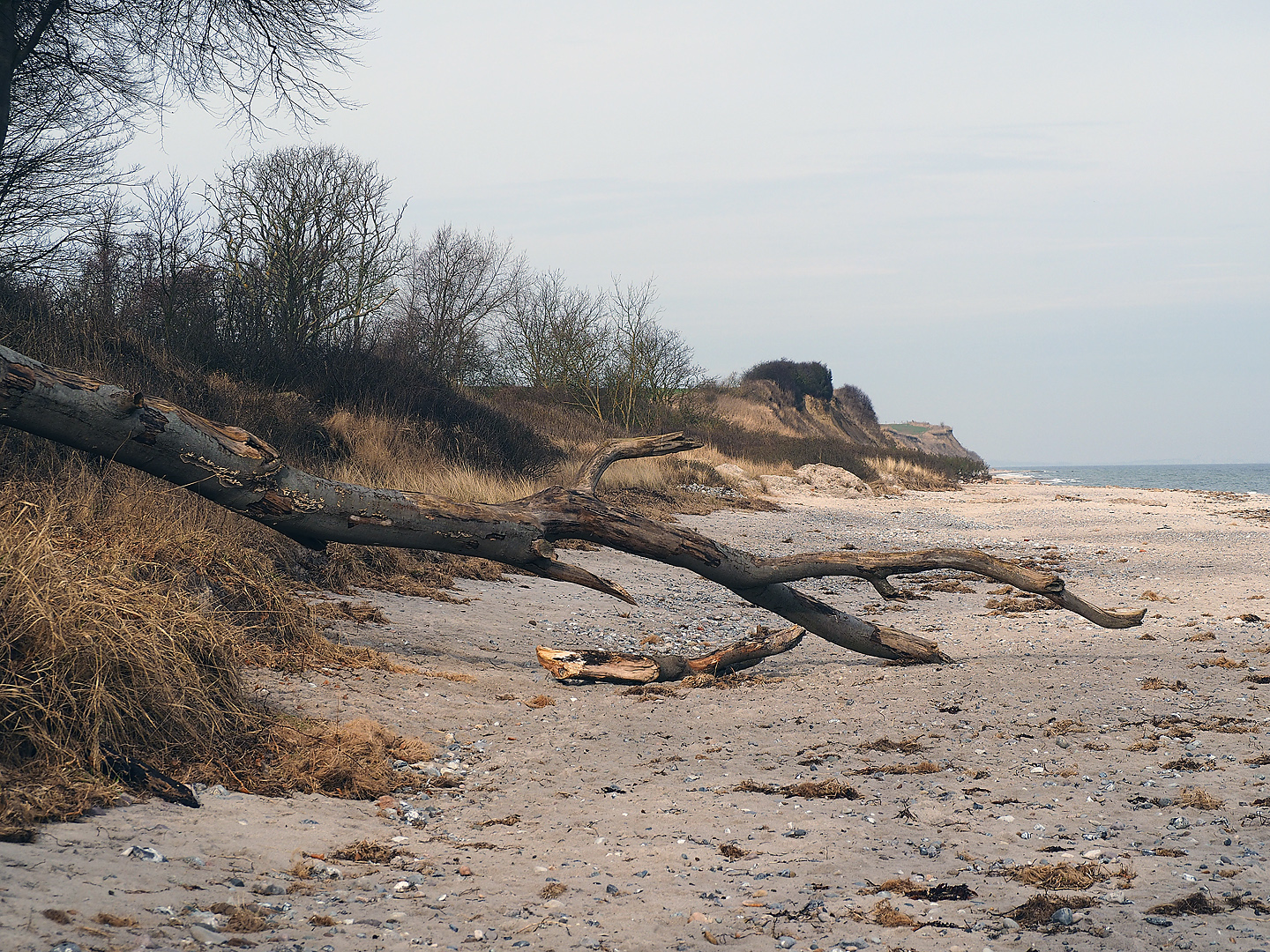 Totholz am Strand