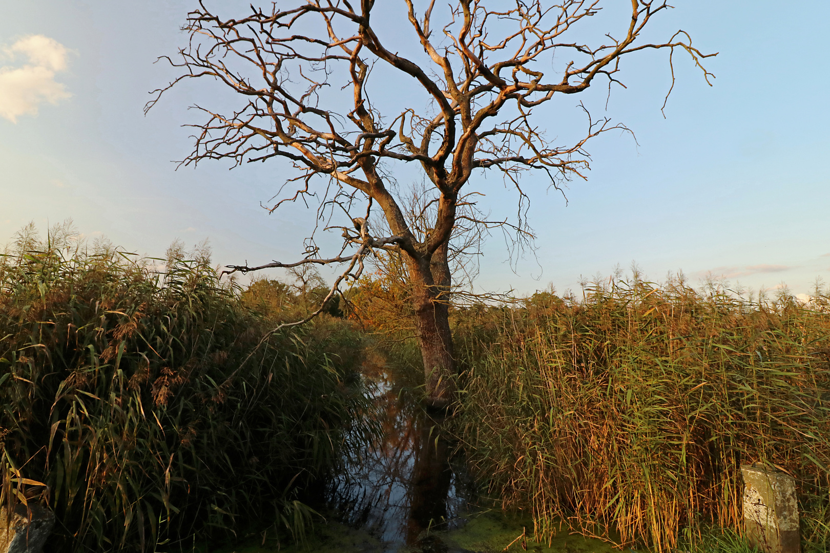 Totholz am Wassergraben