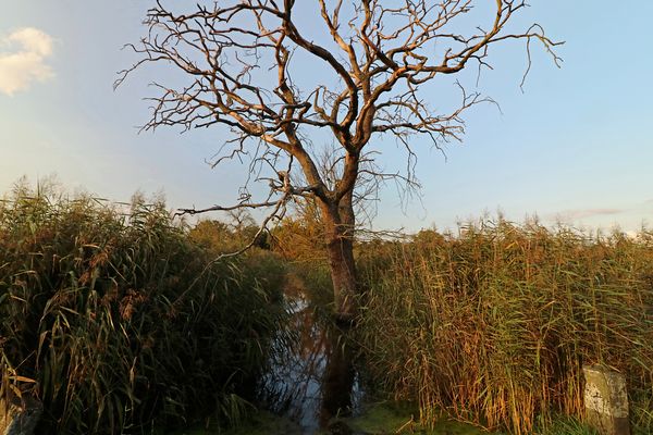 Totholz am Wassergraben
