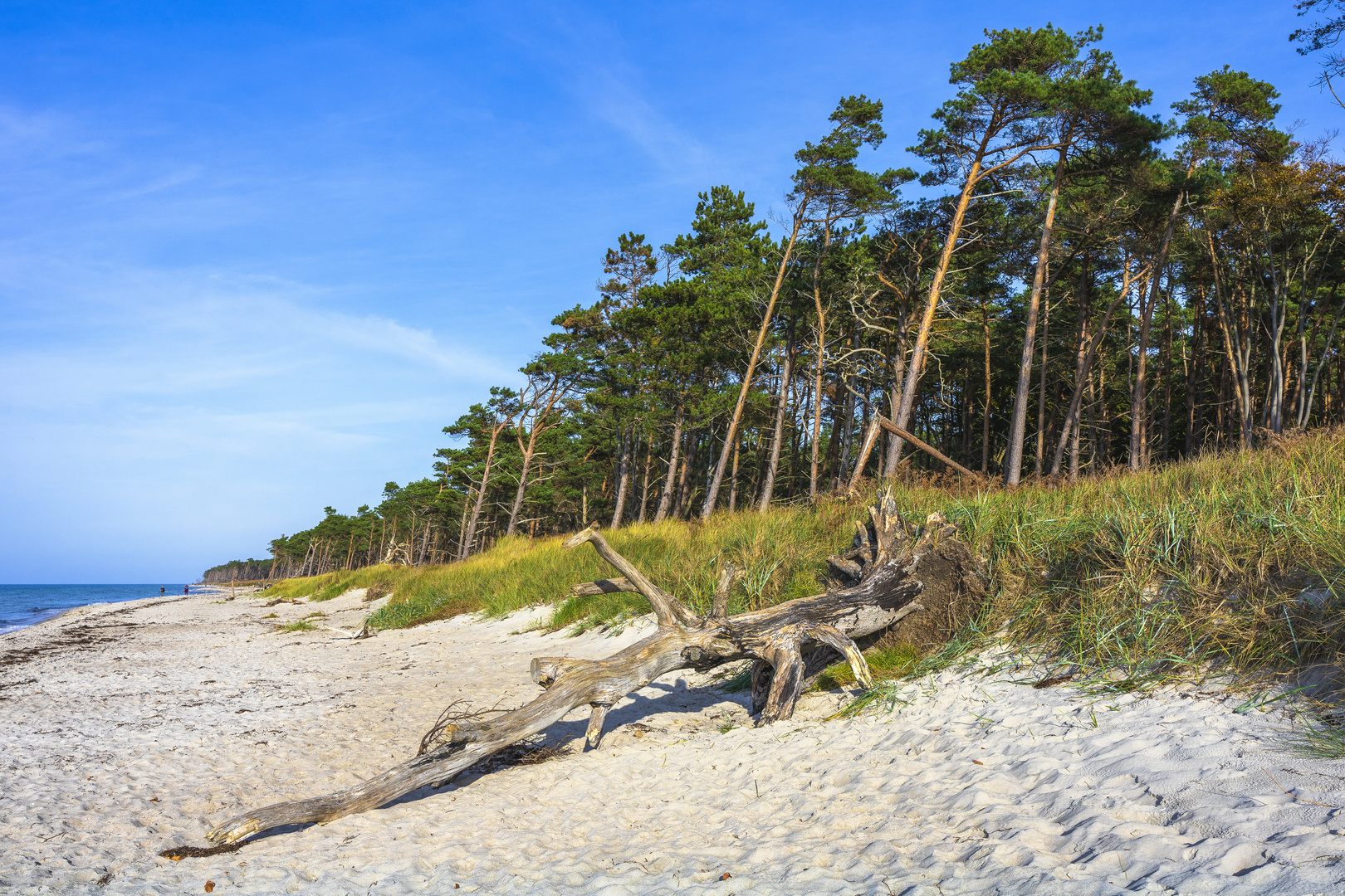 Totholz am Weststrand