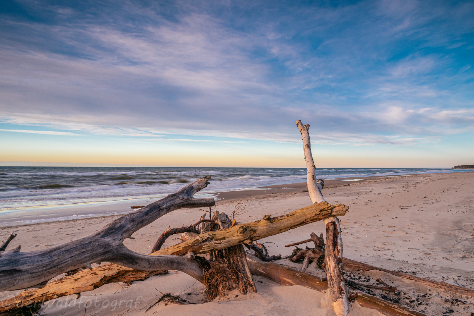 Totholz am Weststrand