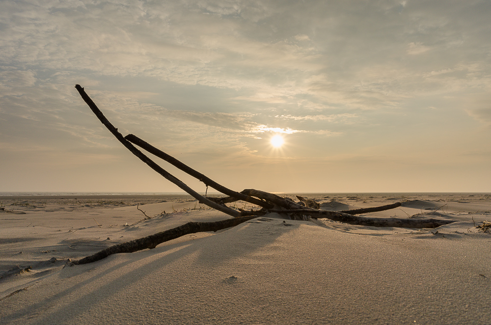 Totholz an der Ostspitze von Wangerooge