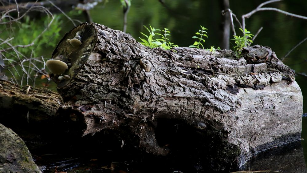 Totholz ? Bestimmt nich ! Foto & Bild natur, landschaft