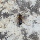 Totholz-Blattschneiderbiene (Megachile willughbiella)