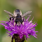Totholz-Blattschneiderbiene oder Große Garten-Blattschneiderbiene