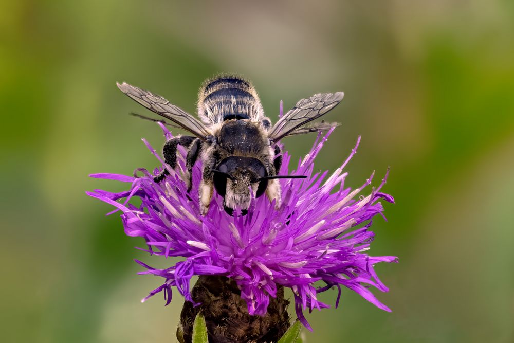 Totholz-Blattschneiderbiene oder Große Garten-Blattschneiderbiene