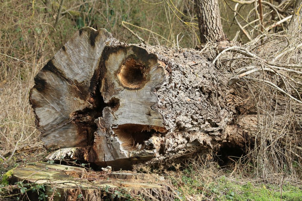 Totholz, ein Gewinn für die Natur