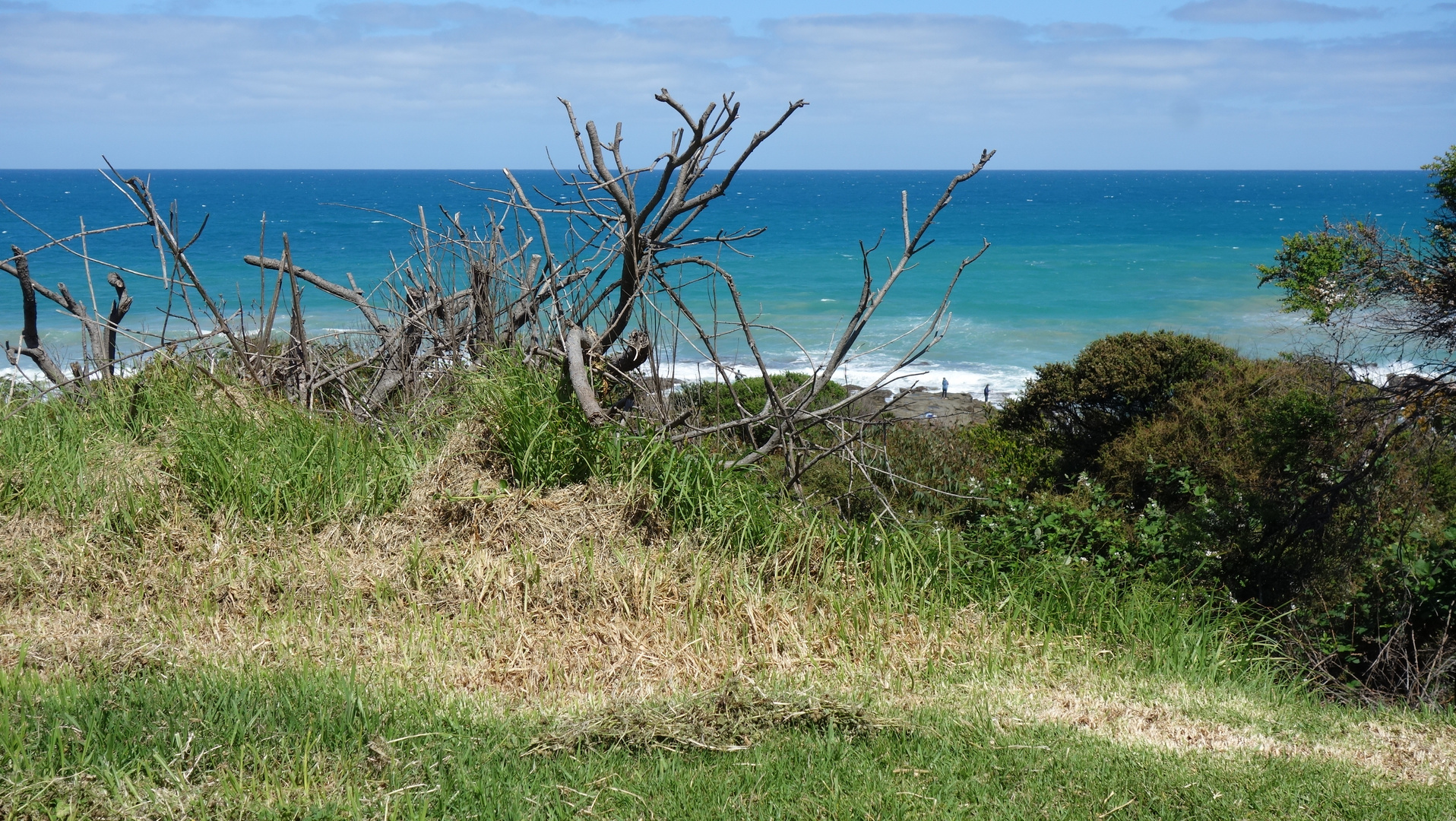 Totholz Great Ocean Road