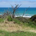 Totholz Great Ocean Road