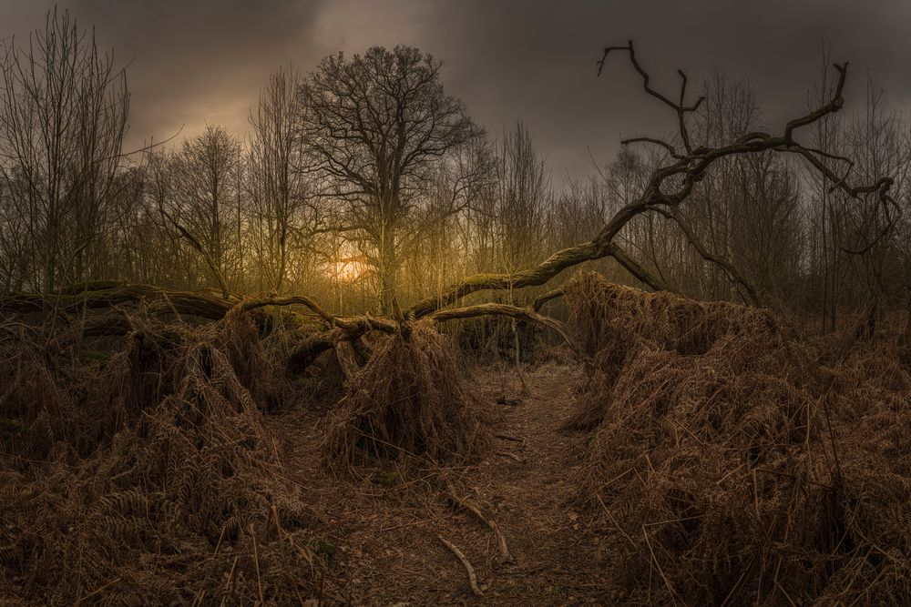 Totholz II Foto &amp; Bild wald, outdoor, bäume Bilder auf