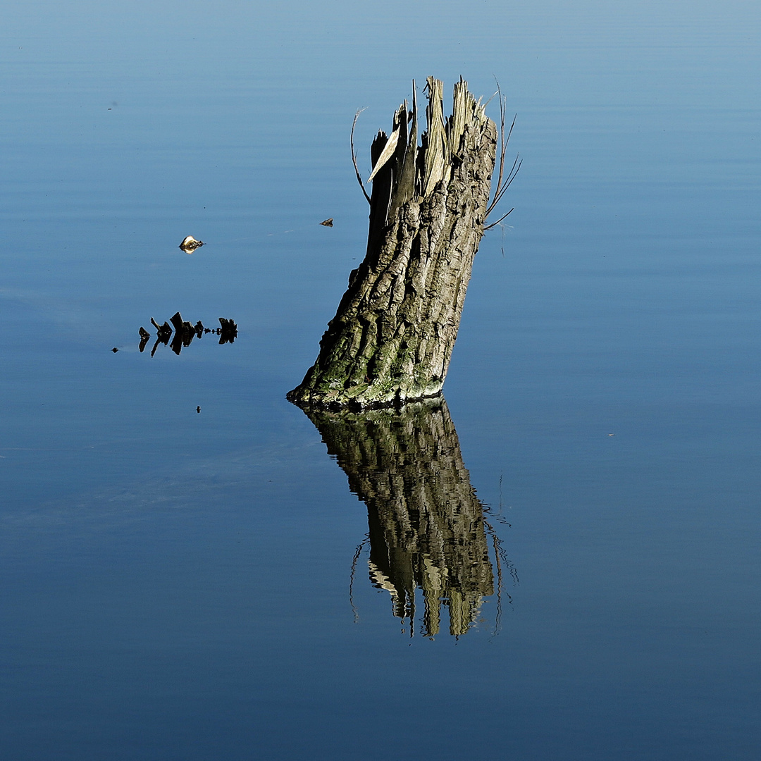 Totholz im Großen Plöner See