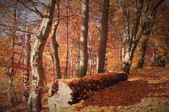 -Totholz im Herbstwald -