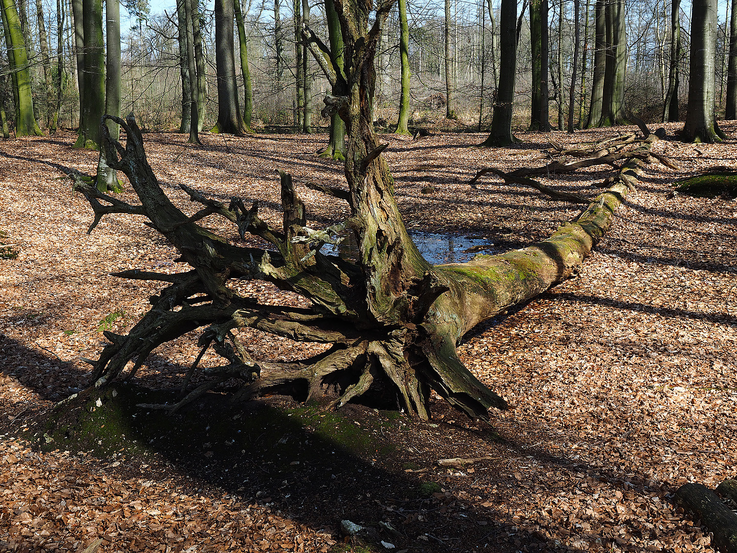 Totholz im Kaltenhofer Moor