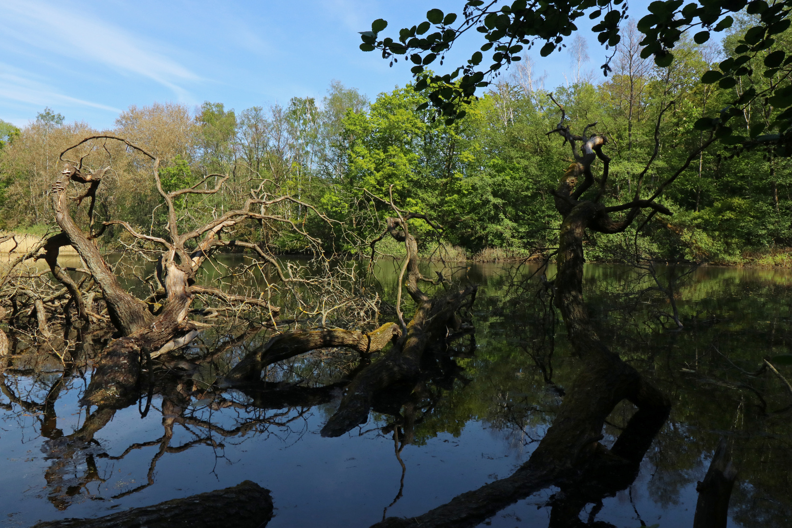 Totholz im Kauleteich