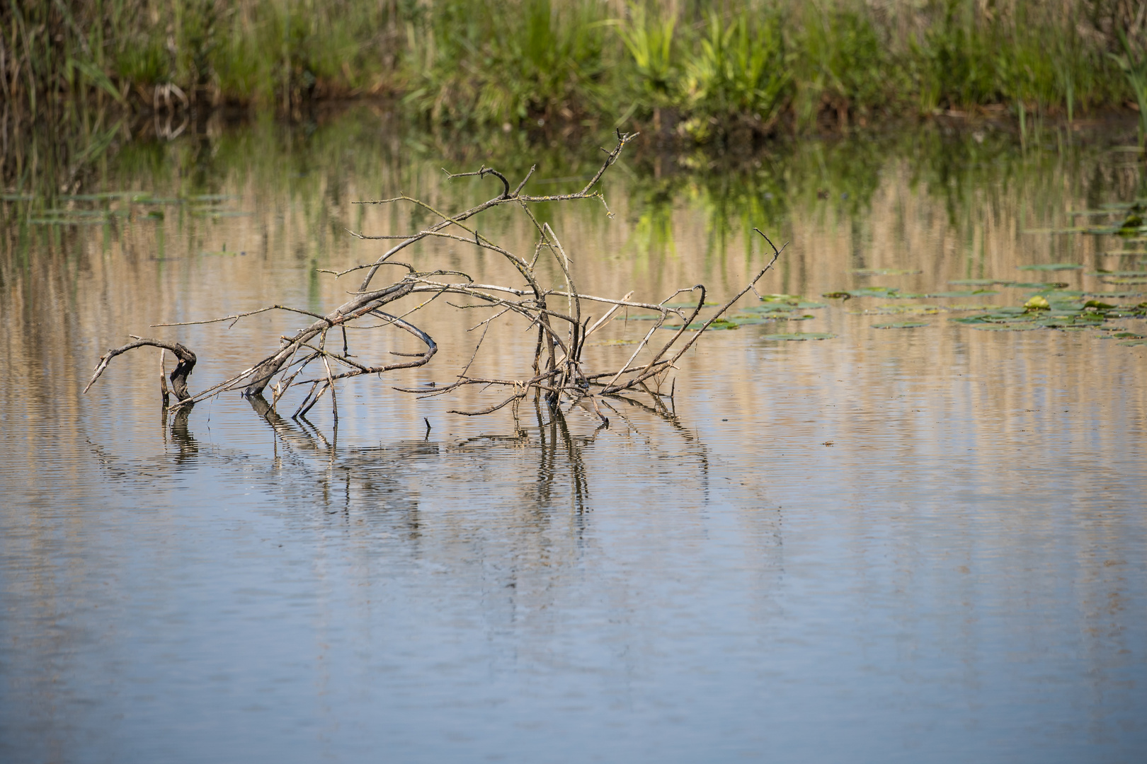 Totholz im Ostenmeer