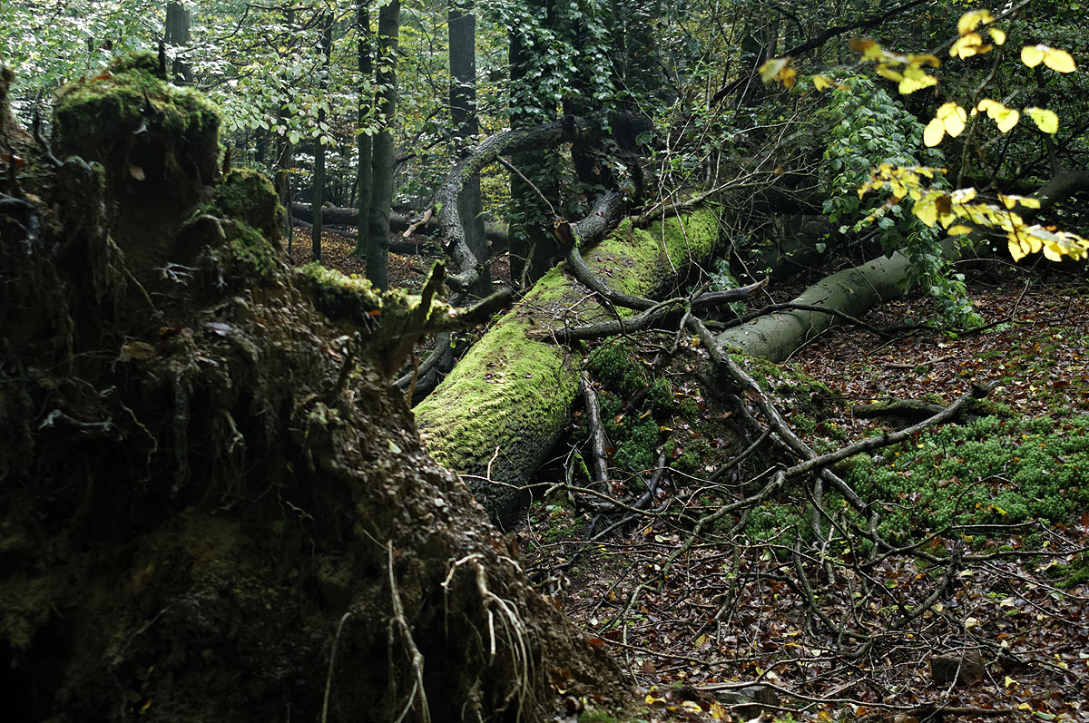 Totholz im Saarbrücker Urwald