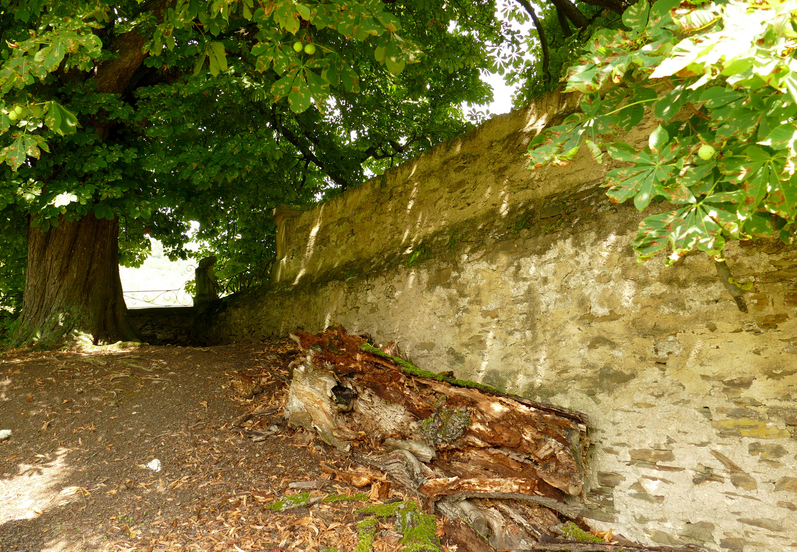 °°°° Totholz im Schlosspark °°°°