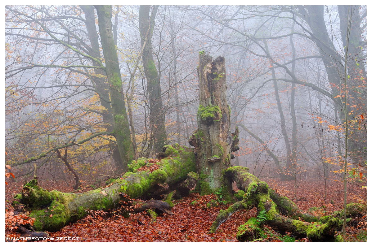 -- Totholz im Urwald Sababurg -- ( Reinhardswald )