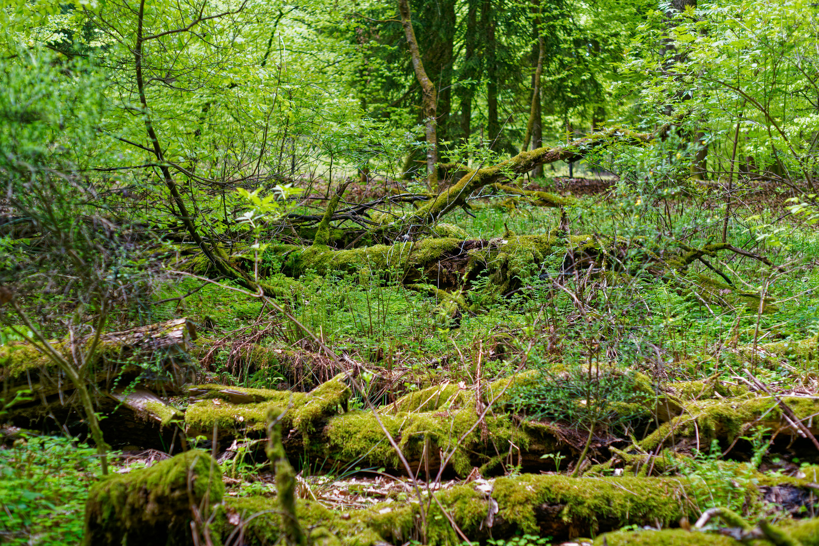 Totholz im Wald