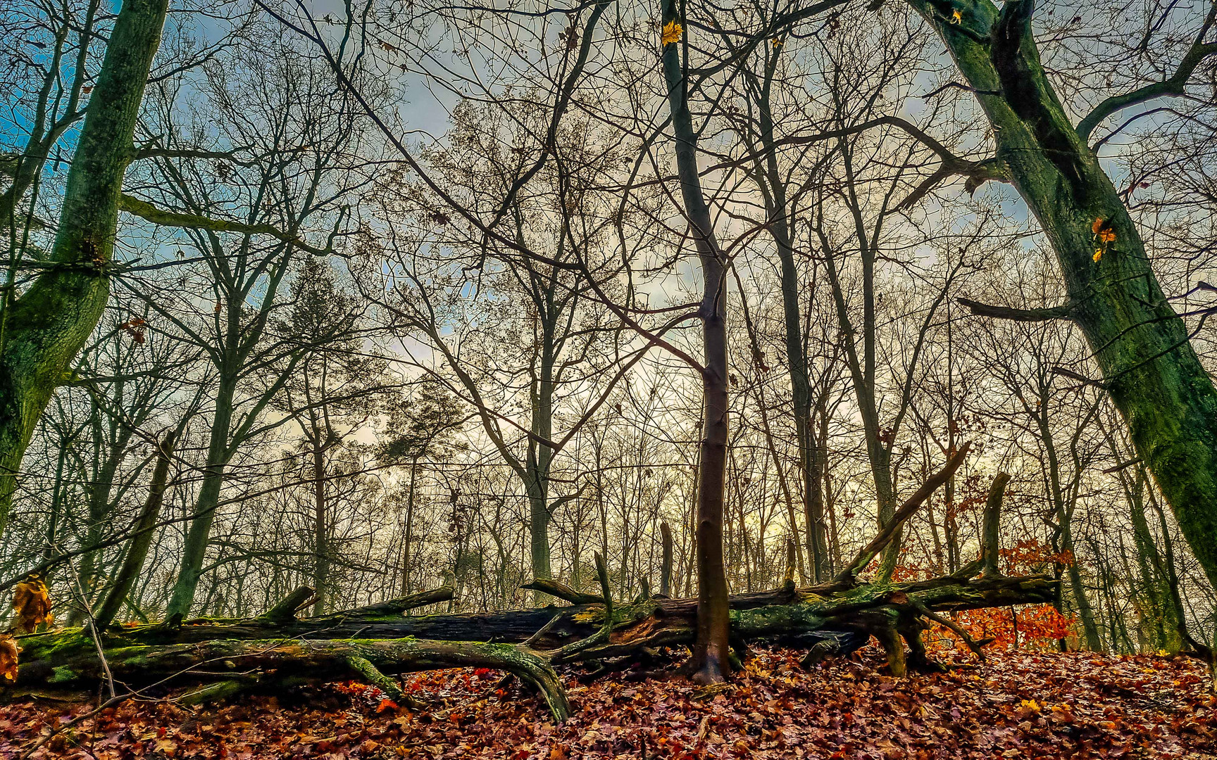 Totholz im Wald