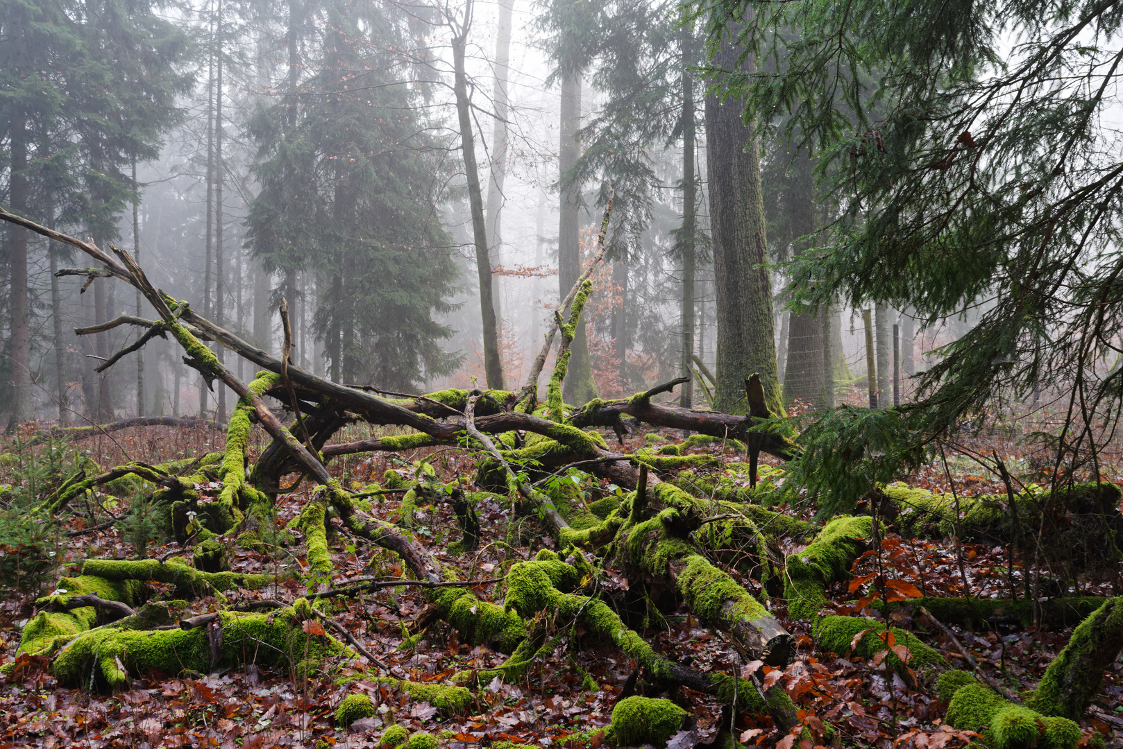 Totholz im Wald