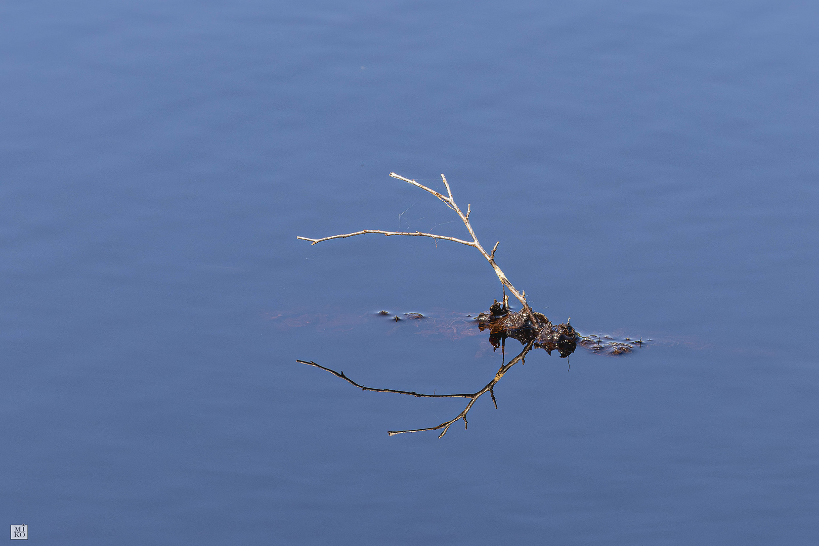 Totholz im Wasser