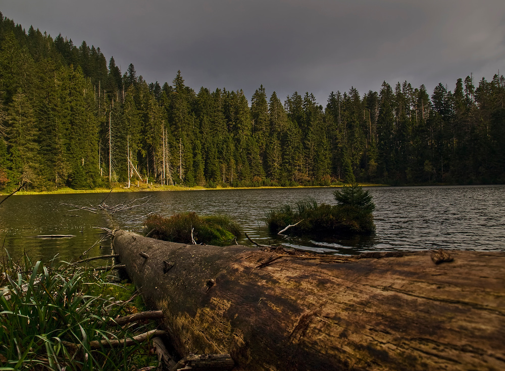 Totholz im Wasser - bois mort dans l'eau