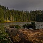 Totholz im Wasser - bois mort dans l'eau