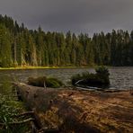 Totholz im Wasser - bois mort dans l'eau